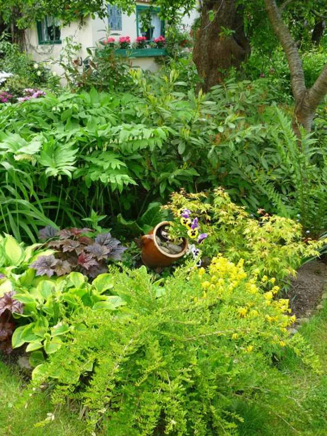 Жимолость шапкова (лат. Lonicera pilata)