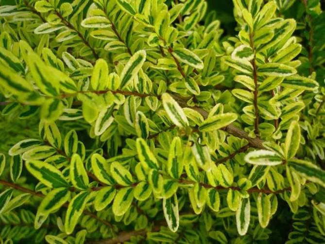 Жимолость шапкова (лат. Lonicera pilata)