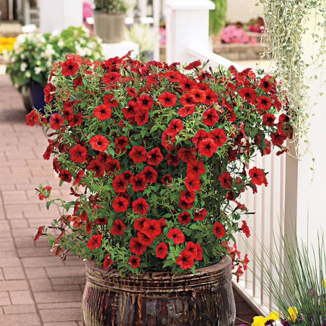 Петунія Тайдал