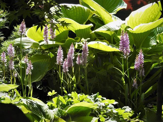 Орхідея садова (пальчатокорінник)