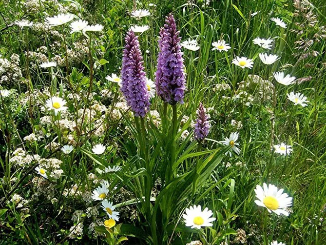 Орхідея садова (пальчатокорінник)