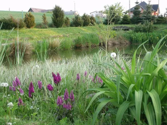 Орхідея садова (пальчатокорінник)