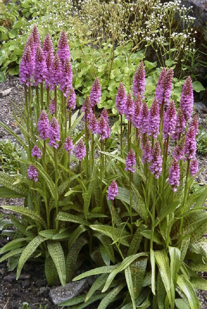 Орхідея садова (пальчатокорінник)