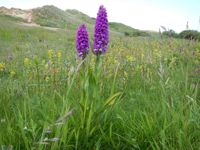 Орхідея садова (пальчатокорінник)