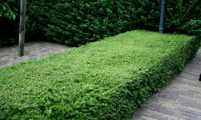 Жимолость шапкова (лат. Lonicera pilata)